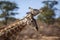 Giraffe in Kgalagadi transfrontier park, South Africa