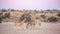 Giraffe in Kgalagadi transfrontier park, South Africa