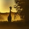 Giraffe in Kgalagadi transfrontier park, South Africa