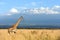 Giraffe on Kilimanjaro mount background