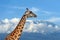 Giraffe on Kilimanjaro mountain in National park of Kenya