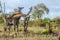 Giraffe in Kruger National park, South Africa