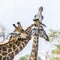 Giraffe in Kruger National park, South Africa