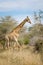 Giraffe Kruger Park, South Africa