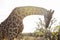 Giraffe in Kruger Park, sunshine, South Africa