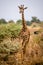 Giraffe in Lake Manyara National Park