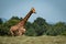 Giraffe with legs hidden behind grassy ridge