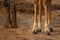 Giraffe legs near trunk in game drive