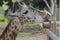 Giraffe licking fence