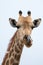 A giraffe licking its nose