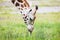 Giraffe licking rain drops from grass