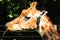 Giraffe licking their lips at Marwell Zoo England