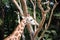 Giraffe licking tree detail photography in nature