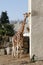 Giraffe licking a wall