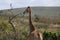 Giraffe listening to surrounding