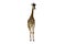 Giraffe long neck, long legs isolated on the white background