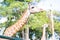 Giraffe long neck in the zoo