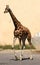 Giraffe long necked while walking