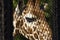 Giraffe look through a lattice