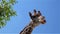 Giraffe looking in camera