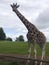 Giraffe looking in camera close-up, Fota Wildlife Park, county Cork, Ireland