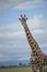 Giraffe looking at camera from right, with blue sky in background