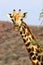 Giraffe looking curiously into the savannah - Namibia