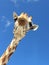 Giraffe looking down
