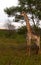 Giraffe looking for food in the morning hours in south africa