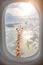 Giraffe is looking through plane window