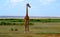 Giraffe looking in the savannah