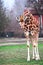 A giraffe looks carefully at the surrounding environment