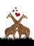 Giraffe in love