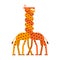 Giraffe love. Twisted Neck Two Giraffes. Vector animals