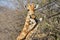 Giraffe Love - Wildlife Background of Animal Emotion in Africa