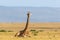 Giraffe lying down on the savanna