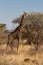 Giraffe, Madikwe Game Reserve