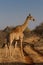 Giraffe, Madikwe Game Reserve