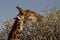 Giraffe, Madikwe Game Reserve