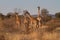 Giraffe, Madikwe Game Reserve