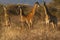 Giraffe, Madikwe Game Reserve