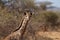 Giraffe, Madikwe Game Reserve