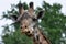 Giraffe making funny face