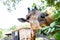 Giraffe. Making a funny face as he chews. The concept of animals in the zoo