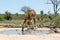 Giraffe male with oxpecker