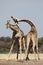 Giraffe males fighting