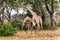 Giraffe males fighting in Kruger National Park