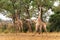 Giraffe males fighting in Kruger National Park
