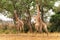 Giraffe males fighting in Kruger National Park