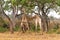 Giraffe males fighting in Kruger National Park